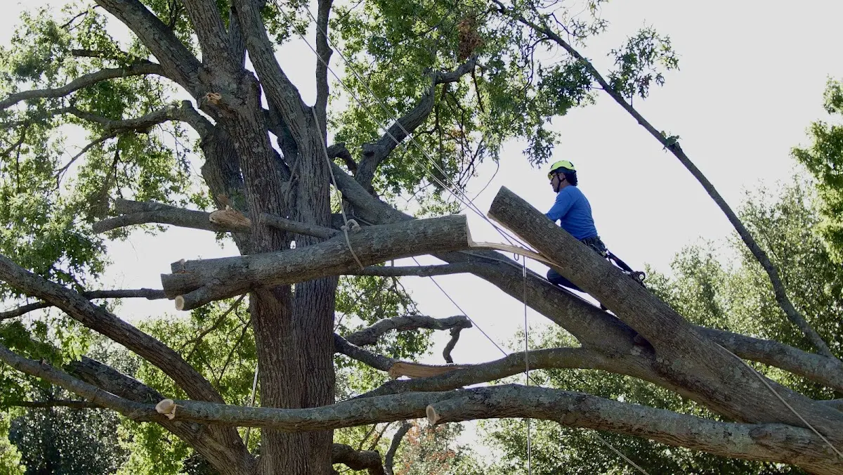 Professional Crown Thinning performed by certified arborists in Coweta
