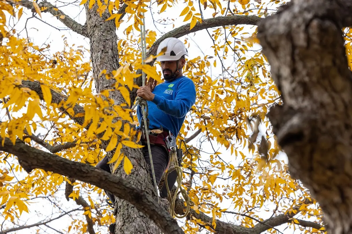Skilled Tree Planting crew working in Coweta